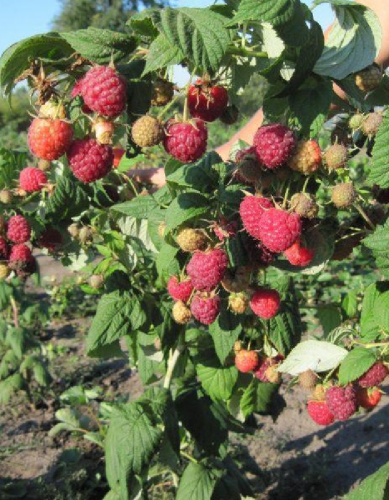 Малина Крепыш 1 шт