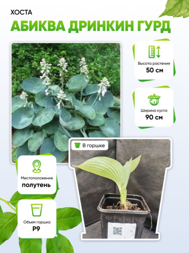 Хоста Абиква Дринкин Гурд 1 шт Р9