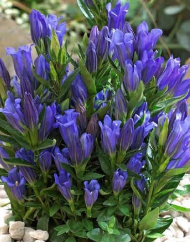 Горечавка Тру Блю 1 шт Р9