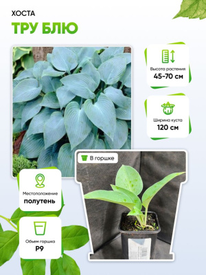 Хоста Тру Блю 1 шт Р9