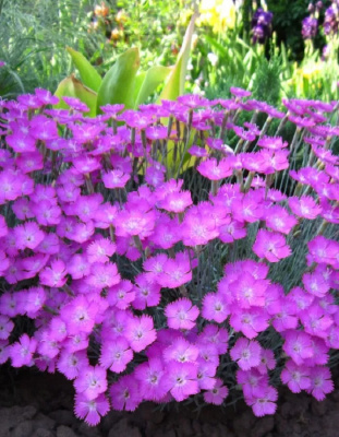 Гвоздика многолетняя Лавандовая Р9