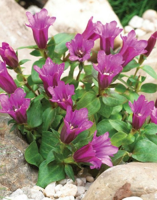 Горечавка Зуйко Риндо 1 шт Р9