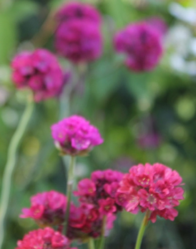 Армерия псевдоармерия Балерина ред 1 шт Р9