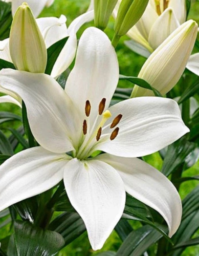 Лилия Кент 1 шт (АКЦИЯ!)