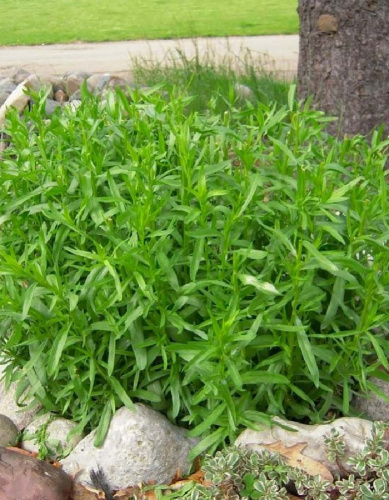 Эстрагон Гудвин 1 шт Р9