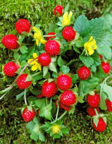 Дюшенея индийская Тутти Фрутти 1 шт Р9