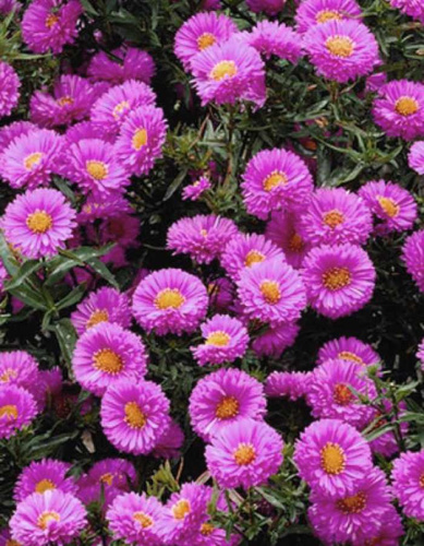 Астра Патрисия Баллард 1 шт Р9