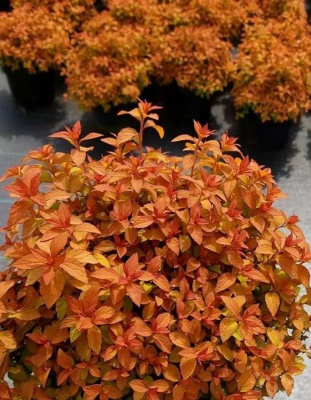 Спирея японская Зен Спирит Карамель 1 шт Р9