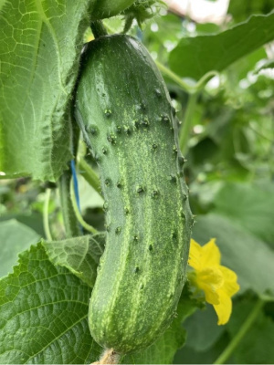 Огурец Чемпион/Чемпион дачника F1 (УД) 10 шт цв.п.