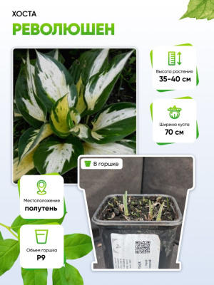 Хоста Революшен 1 шт Р9