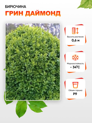 Бирючина Грин Даймонд 1 шт Р9