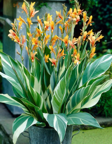 Канна Штутгарт Вариегатед 1 шт.