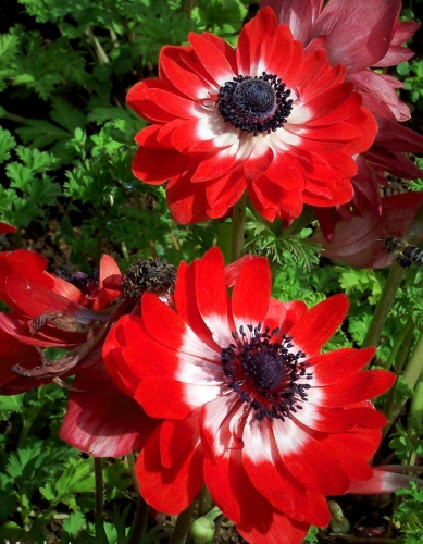 Анемона Говернон 1 уп. (10 шт.)