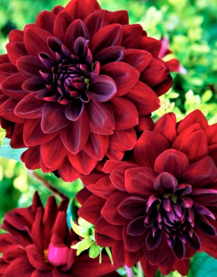 Георгина Дарк Фубуки 1шт