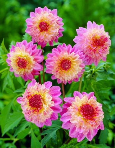 Георгина Ламбада 1шт