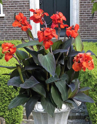 Канна Эрик Ньюберт 1 шт.