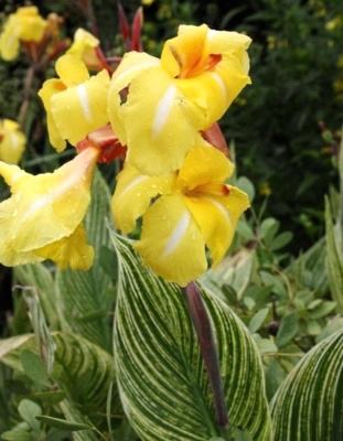 Канна Стрипед Бьюти 1 шт.