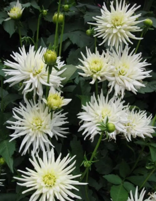 Георгина Плайя бланка 1 шт