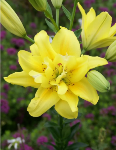 Лилия Экзотик Сан 1 шт Р9