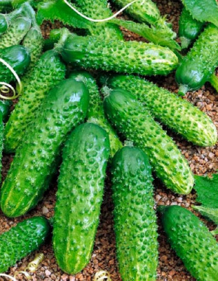 Огурец Малышок (УД) 10 шт цв.п