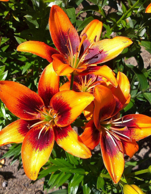 Лилия Канкан 1 шт Р9