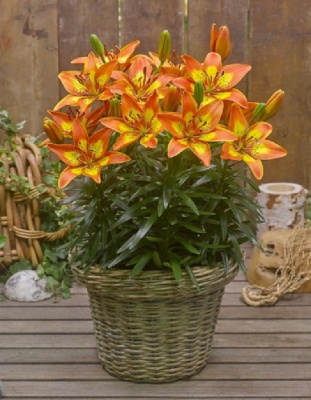 Лилия Фантазиатик Спарк 1 шт Р9