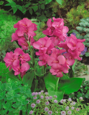 Канна Ватермелон 1 шт.