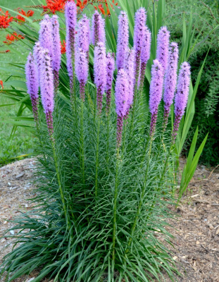 Лиатрис Чарли 1 шт Р9