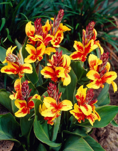 Канна Рейне Шарлот 1 шт.