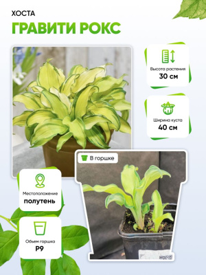 Хоста Гравити Рокс 1 шт Р9