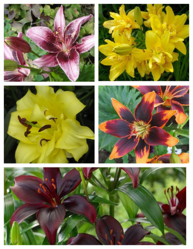 Микс азиатских лилий Арабески 5 шт.