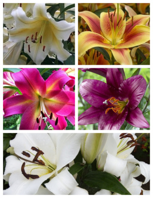 Микс лилий ОТ-Гибридов 5 шт.
