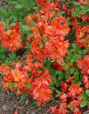 Азалия крупноцветковая Баккара 1 шт Р9