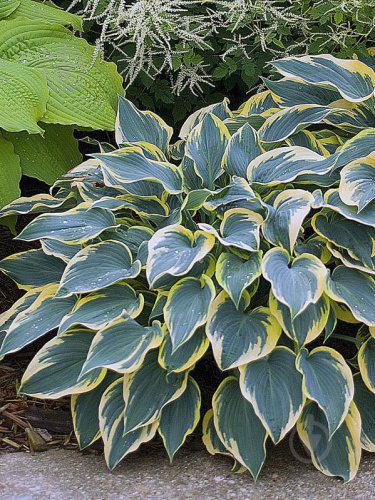 Хоста Ферст Фрост 1 шт Р9