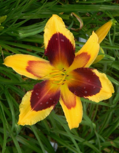 Лилейник Индиан Скай 1шт. Р9