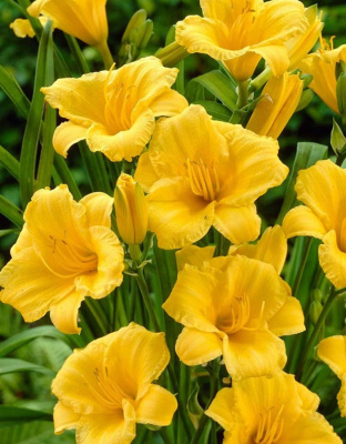 Лилейник Стелла Де Оро 1шт. Р9