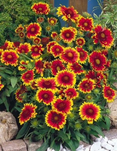 Гайлардия смесь 1 шт Р9