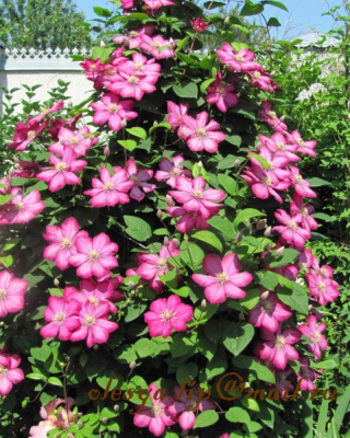 Клематис Виль де Лион 1 шт Р9