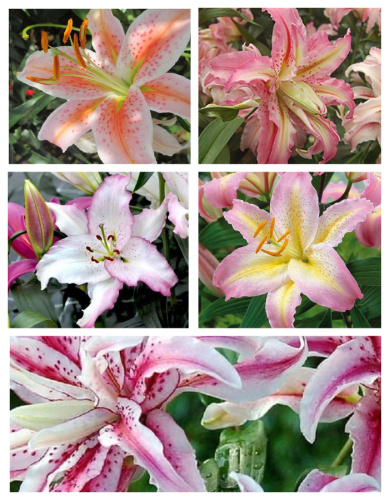 Микс лилий Восточные сказки 5 шт.