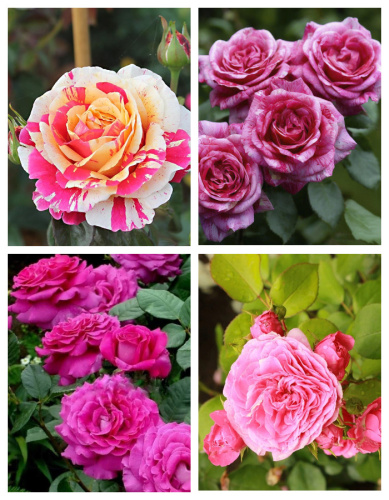 Набор роз "Пинк Роуз" 4 саженца