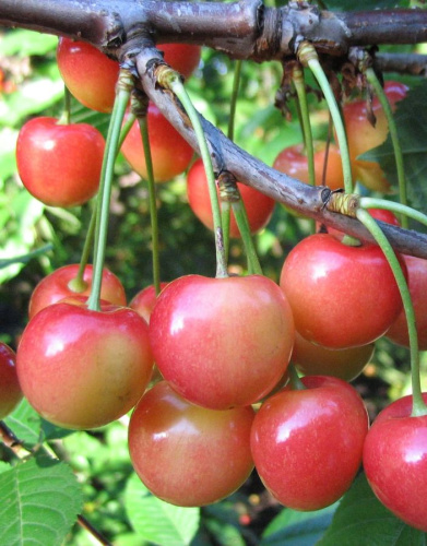 Черешня Память Астахова 1шт