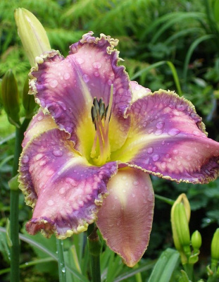 Лилейник Милдред Митчел 1 шт Р9