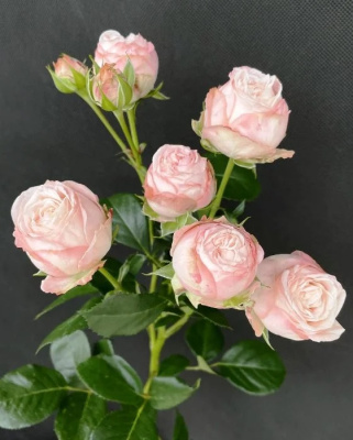 Роза спрей Мадам Бомбастик 1 шт