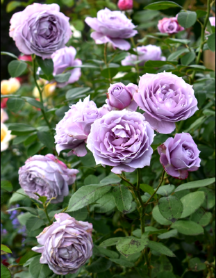 Роза флорибунда Новалис 1 шт