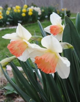 Нарцисс Хромоколор 1 уп.(3 шт.) весна