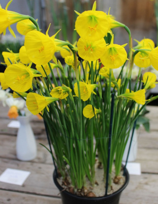 Нарцисс Оксфорд Голд 1 уп.( 3 шт.) весна