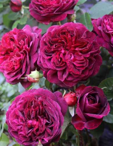 Роза чайно-гибридная Кейт 1 шт