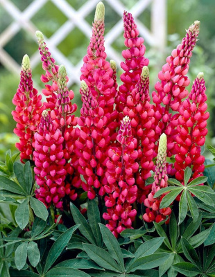 Люпин Фламинго 1 шт Р9