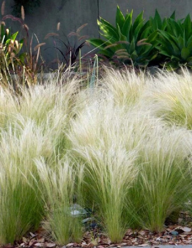 Ковыль Ангел Хайр 1 шт Р9