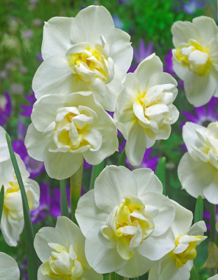 Нарцисс Чирфулнесс (цветочки - розочки) 1 уп.(3 шт.) весна